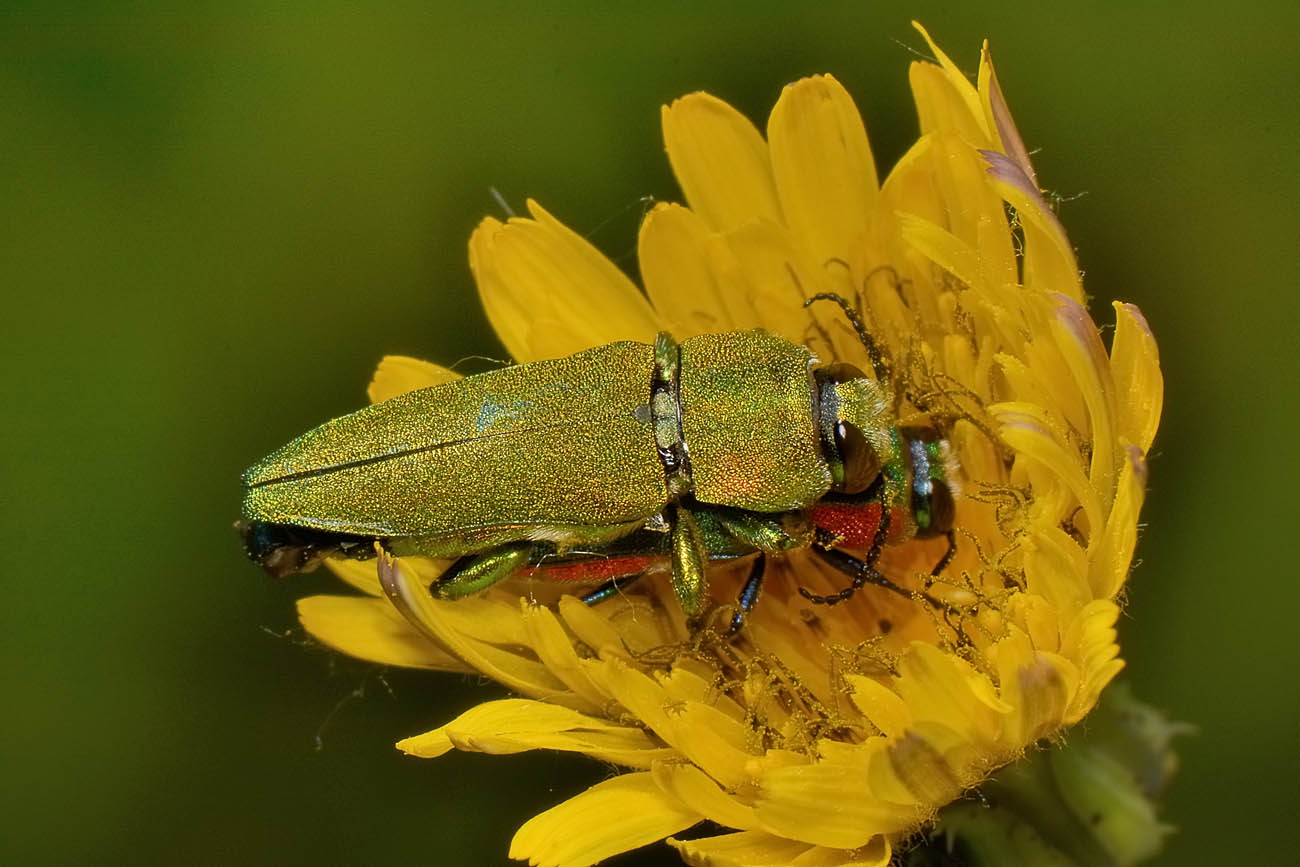 Buprestidae, Anthaxia hungarica